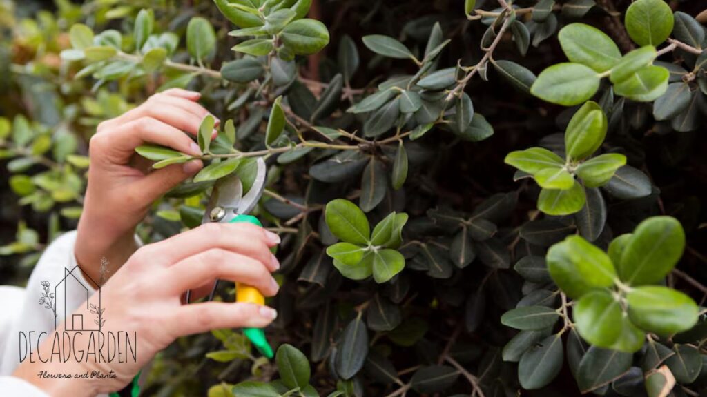 How to Select the Perfect Trees, Shrubs, and Vines