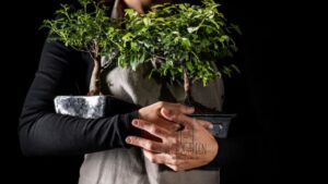 Trees, Shrubs, and Vines A Guide to Green Elegance