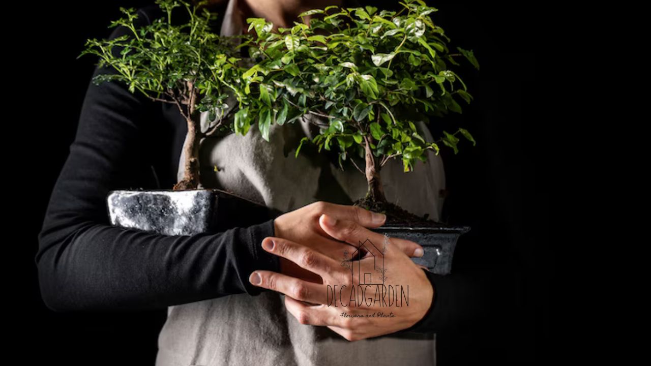 Trees, Shrubs, and Vines A Guide to Green Elegance