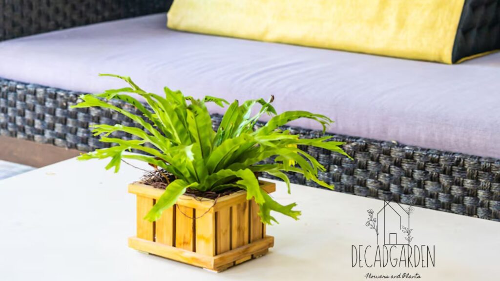 Why Rectangular Indoor Planters Are a Must-Have