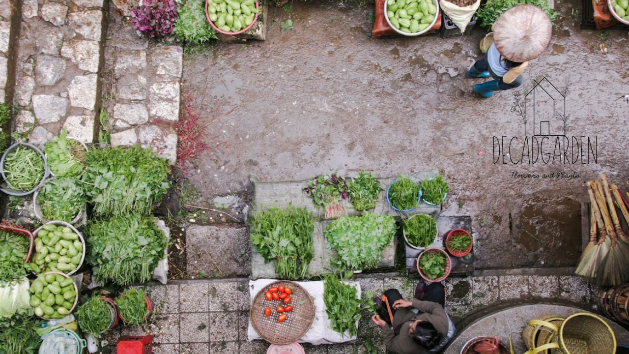 Down to Earth Home & Garden Your Go-To for Sustainable Living