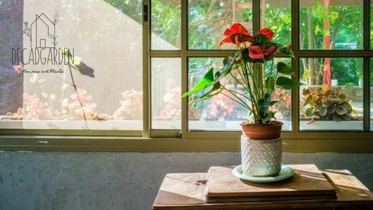 Napa Home and Garden Everything You Need to Know