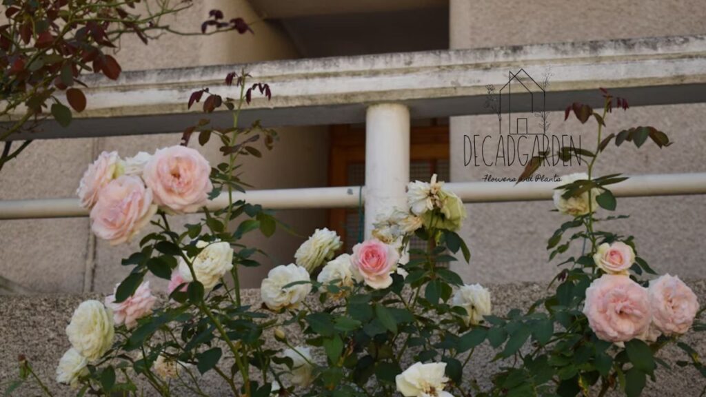 Overview of the Rose Garden Branch Library