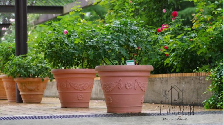 Shop Large Garden Terracotta Pots - Perfect for Your Outdoor Space