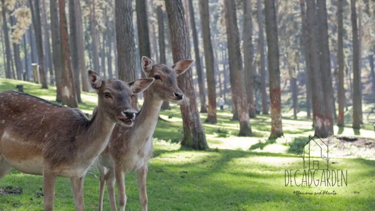 Backyard Harmony Natural Ways to Keep Deer Out Without Losing Aesthetic Appeal