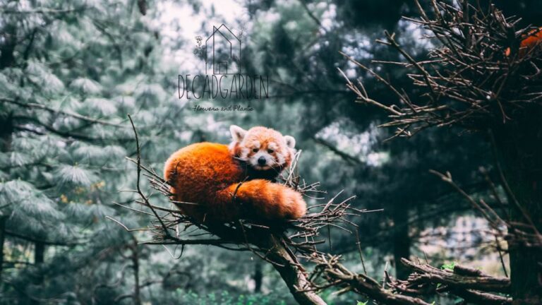 Welcome to Panda Garden A Tranquil Retreat with Nature’s Charm