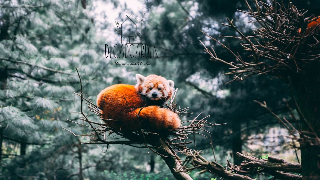Welcome to Panda Garden A Tranquil Retreat with Nature’s Charm